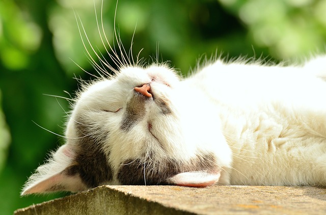 sleep2