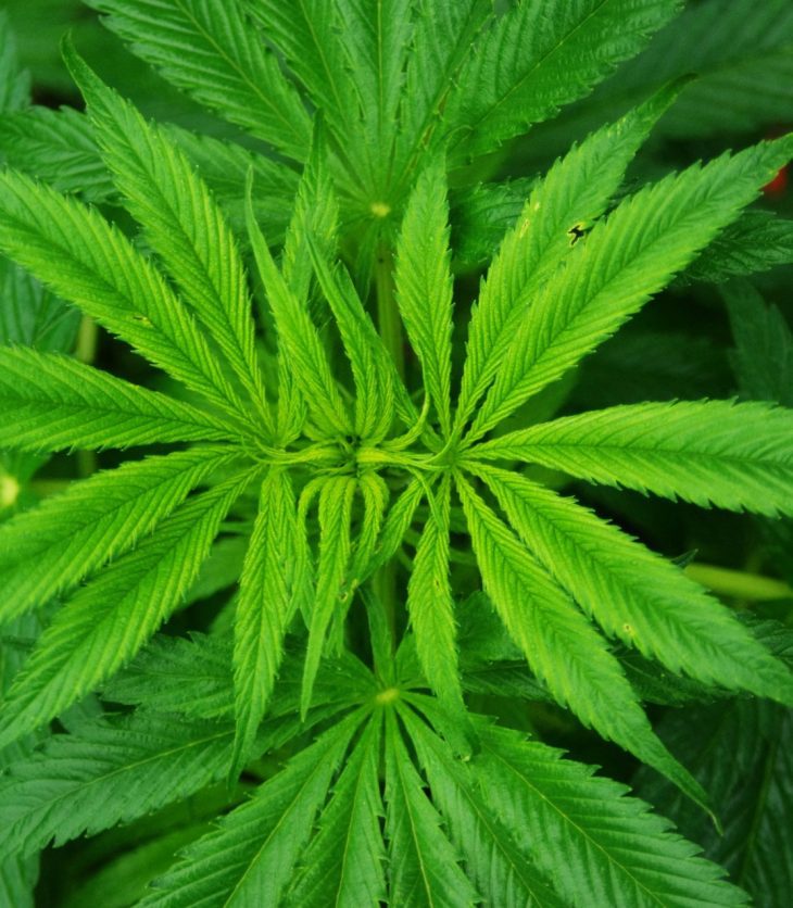 hemp leaves